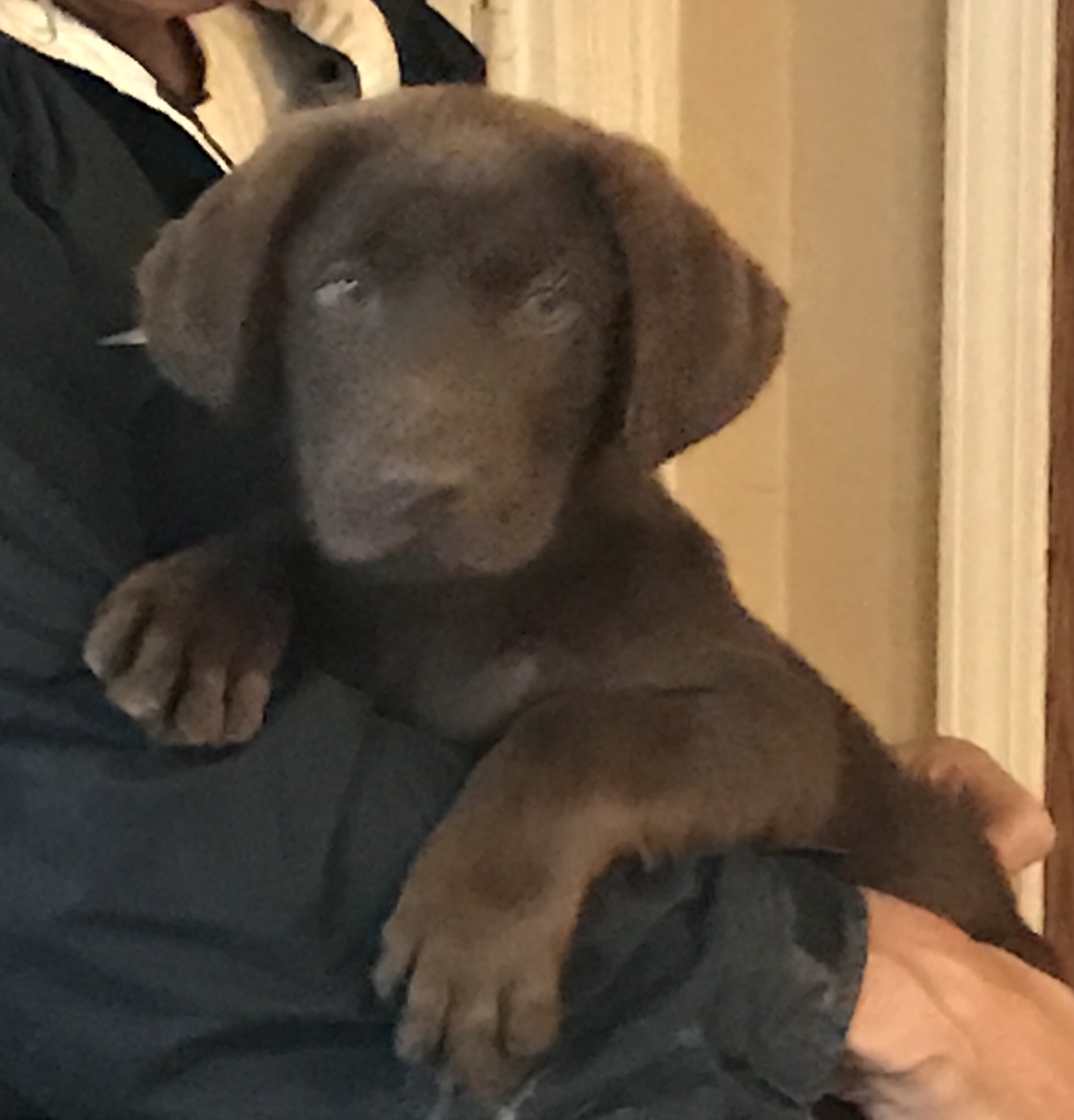 Leitner Farms  Chocolate Expresso | Chocolate Labrador Retriver