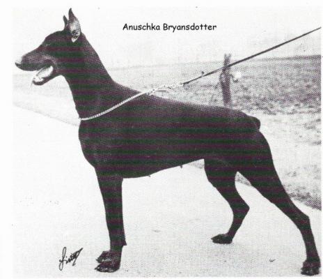 Anuschka Bryansdotter | Black Doberman Pinscher