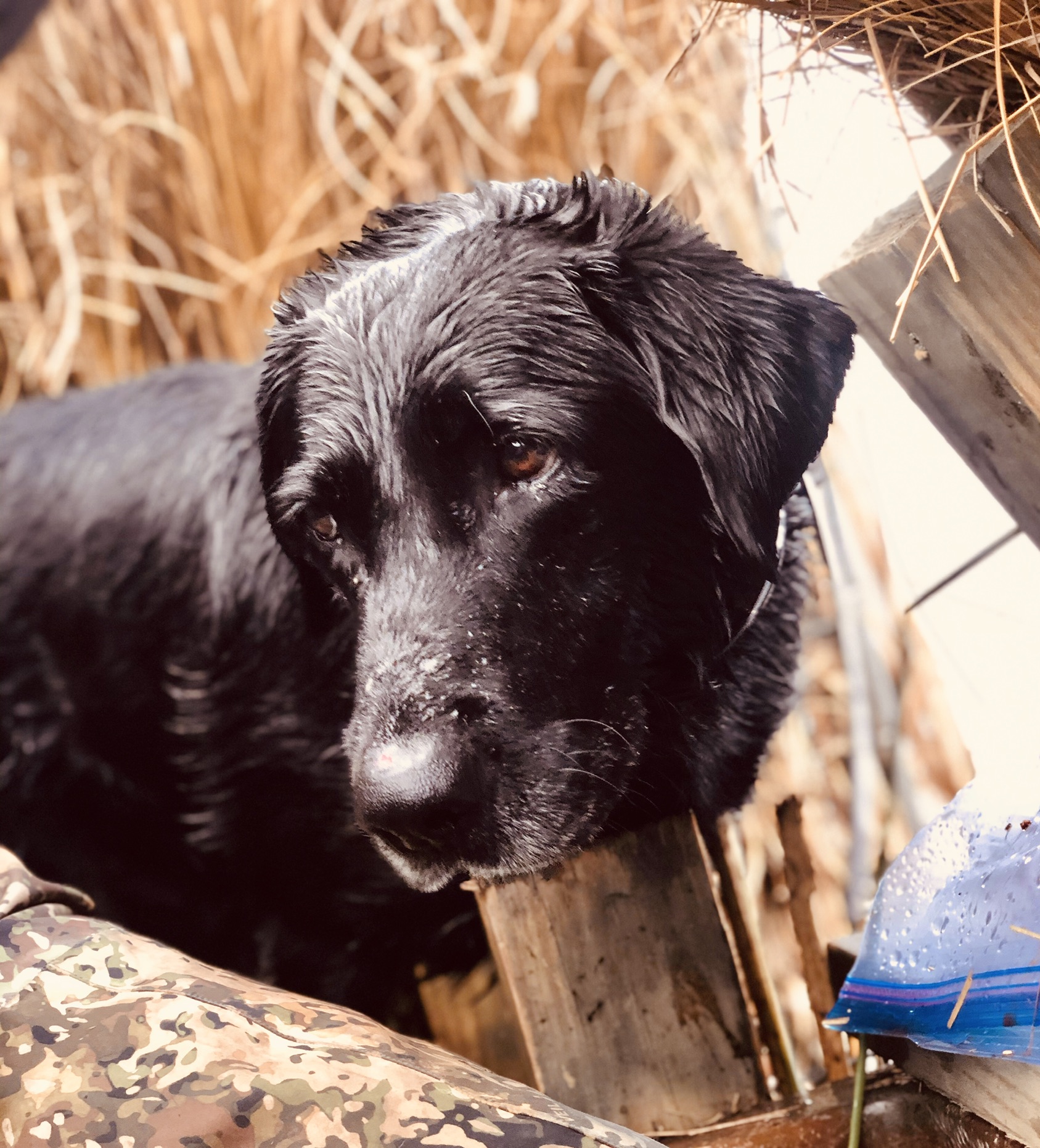 Deauxs Black Maxus | Black Labrador Retriver