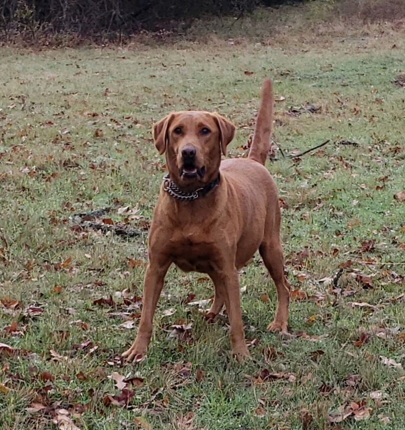 Texas Ranger's Locked Up Poppy | Yellow Labrador Retriver