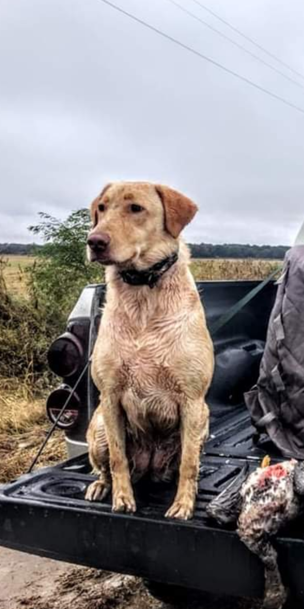 HR Kell's Queen Of Diamond Dixie | Yellow Labrador Retriver