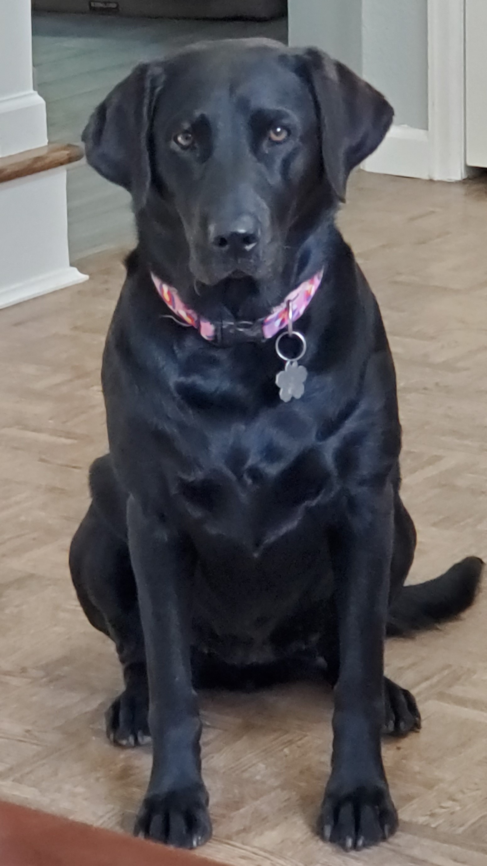 Leobarts Lucy Rose | Black Labrador Retriver