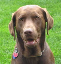 Lucky Princess Tootsie | Chocolate Labrador Retriver