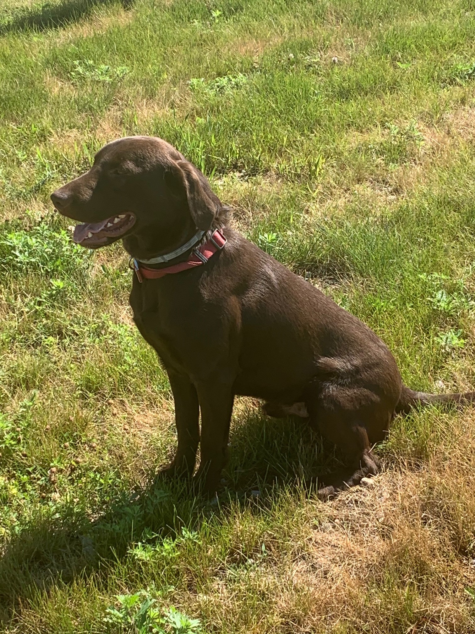 Bearpoint's Da-Koda Fort Knox | Chocolate Labrador Retriver