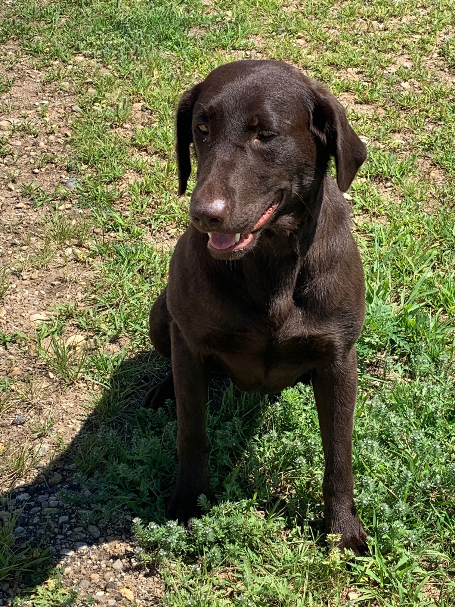 CPR  Da-koda High Sierra's Zulu | Chocolate Labrador Retriver