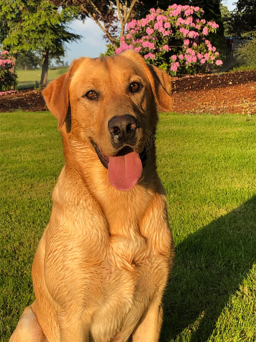 FC Truline’s Just Floyd | Yellow Labrador Retriver