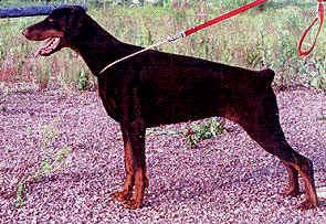 Toscanina's Madame Mahogny | Brown Doberman Pinscher