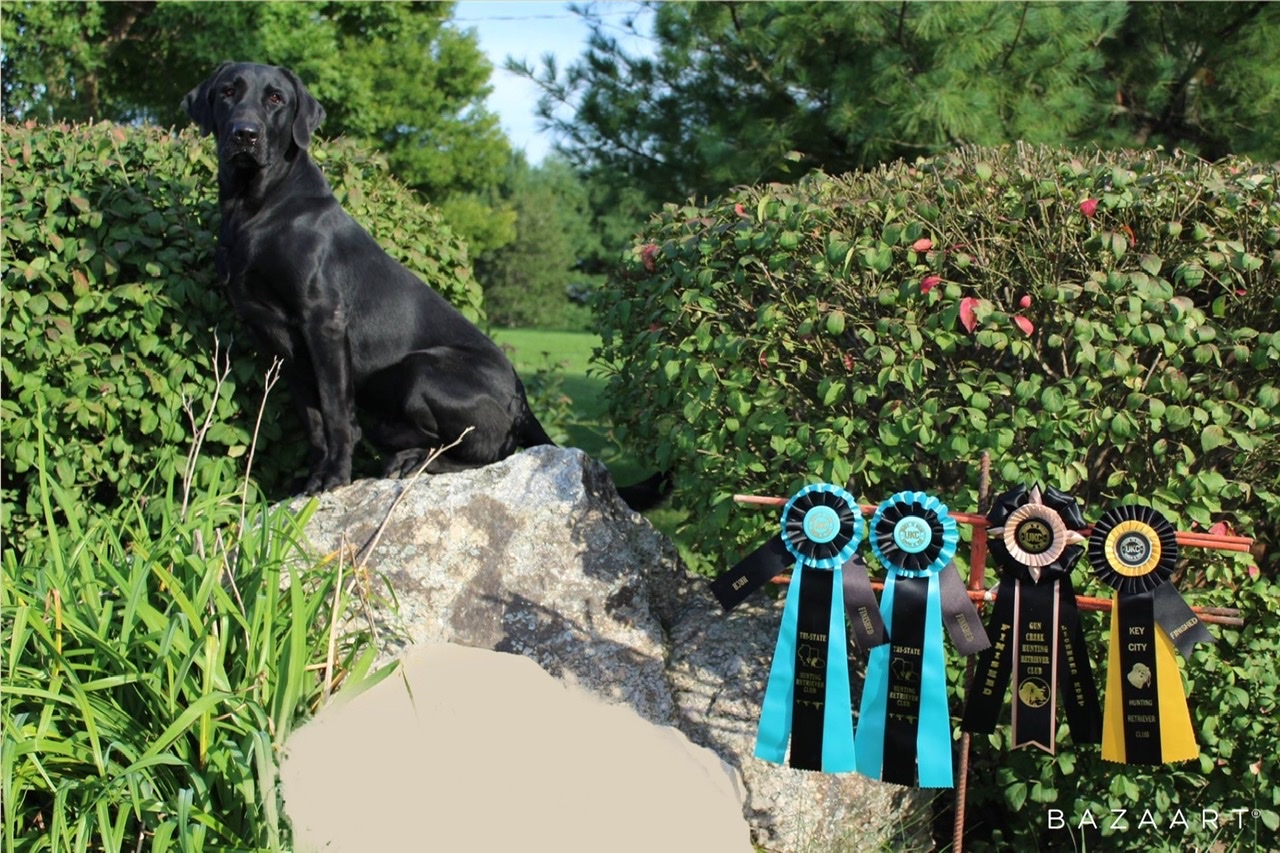 HRCH  Two Steppin Auzzie MH | Black Labrador Retriver