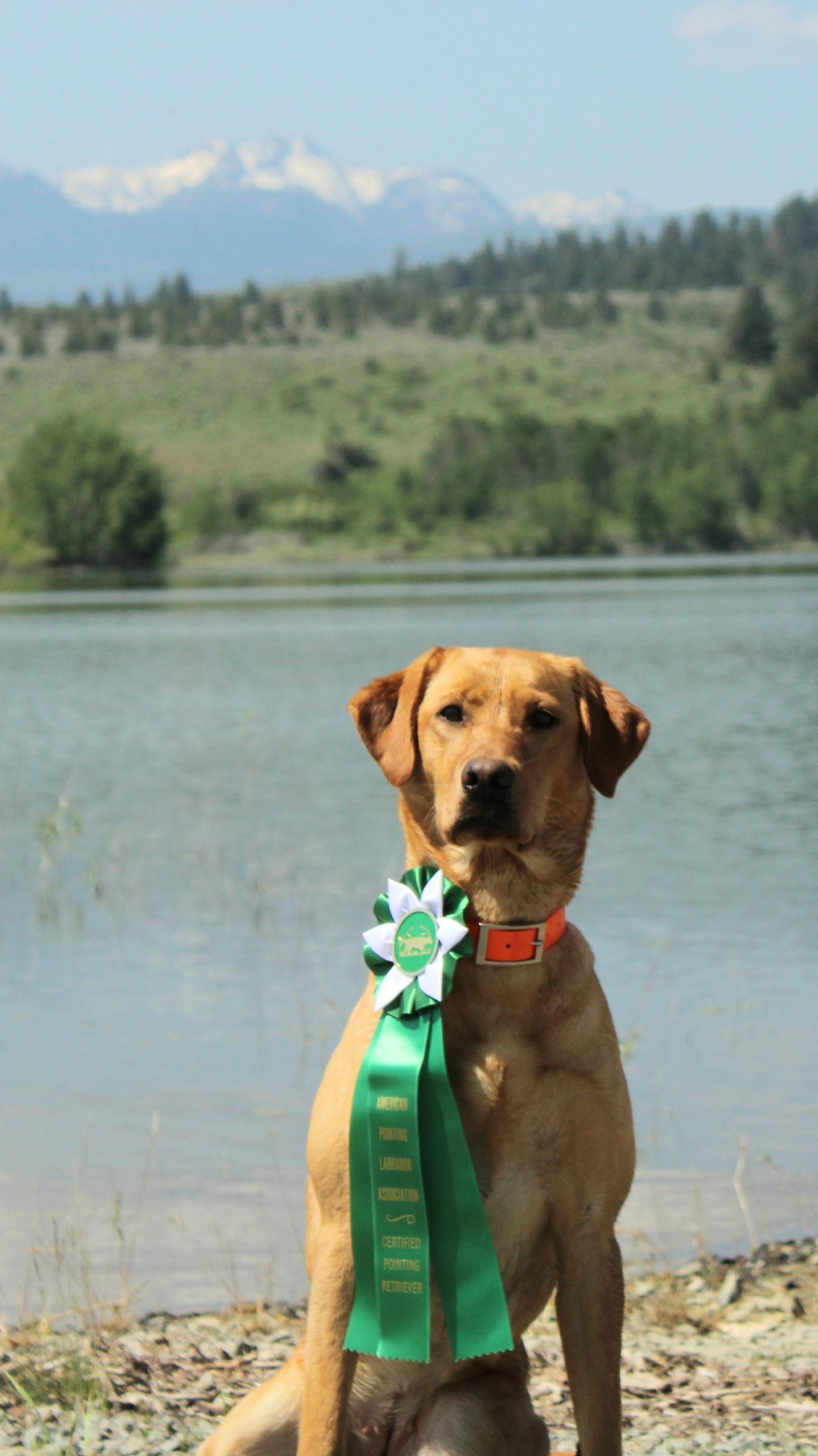 APR Cgd's All In On Red JH | Yellow Labrador Retriver