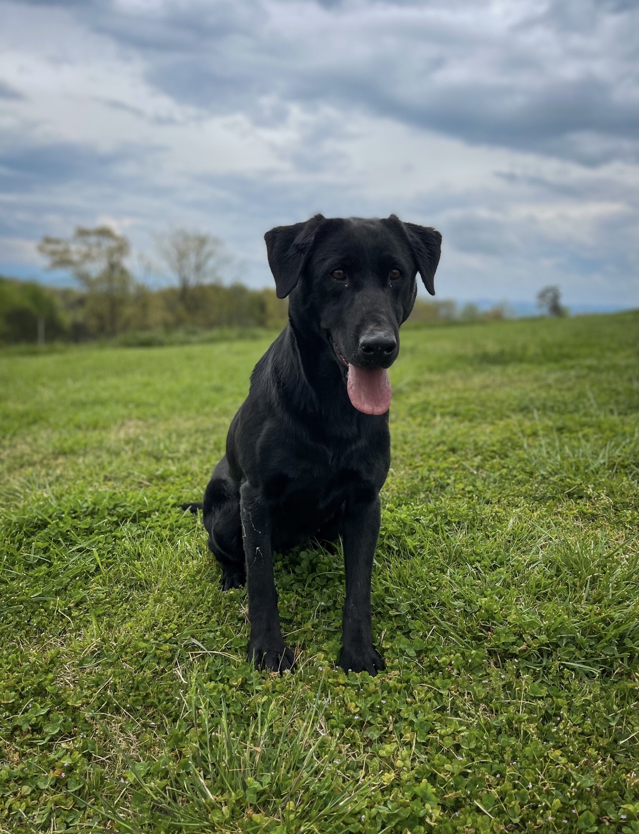 Blythe Ferry's Indy O Clubmead MH | Black Labrador Retriver