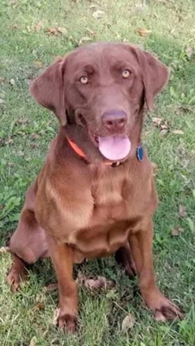 Bayou Magic's Backwater's Mooch | Chocolate Labrador Retriver