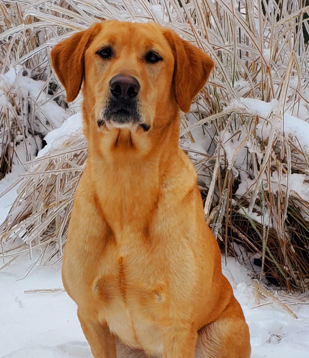 SHR Dixieland's Birddog Gone Rogue | Yellow Labrador Retriver