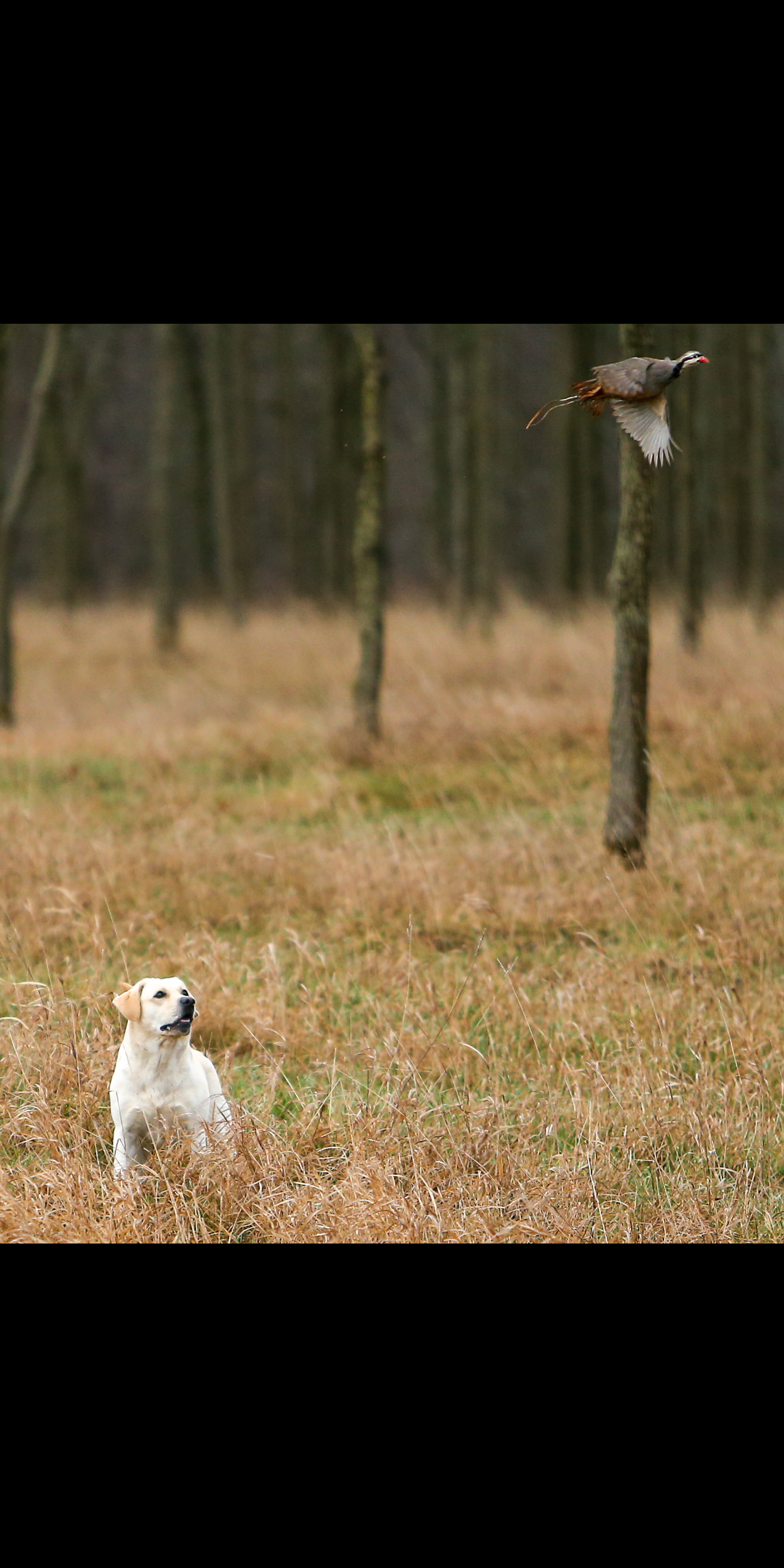 HRCH UH Qui-Gon Ginger SH | Yellow Labrador Retriver