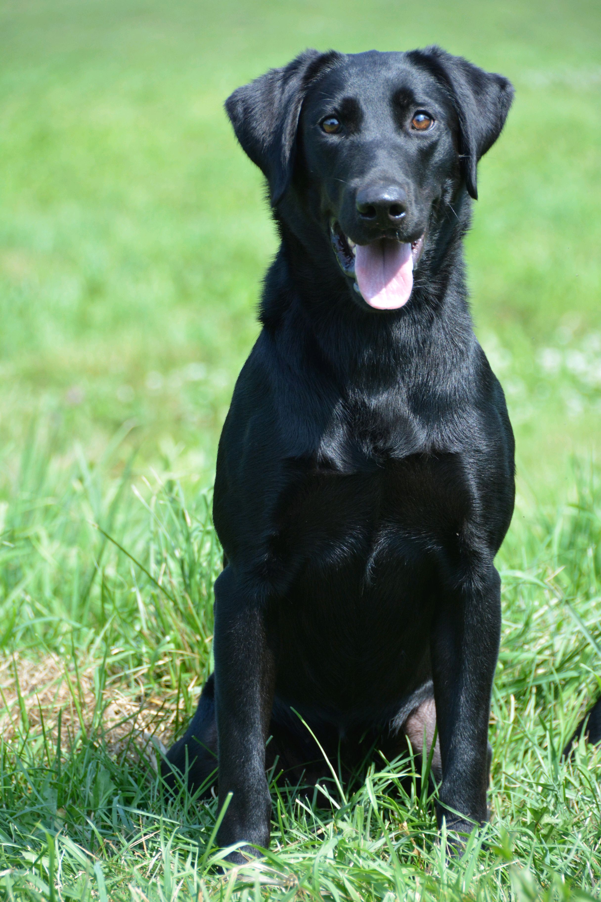 Georgia's Fast Train | Black Labrador Retriver