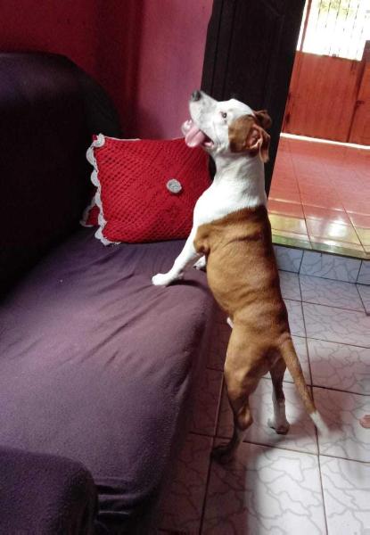 Jack C A S P | American Staffordshire Terrier 