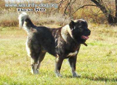 Ataman IZ Slavnoi Legendy | Caucasian Mountain Dog 