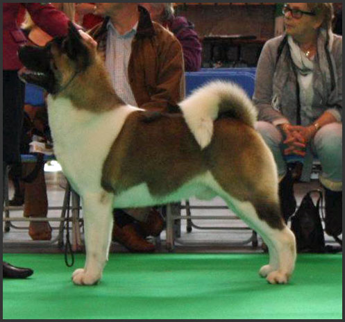Redwitch Back For Good | Akita 