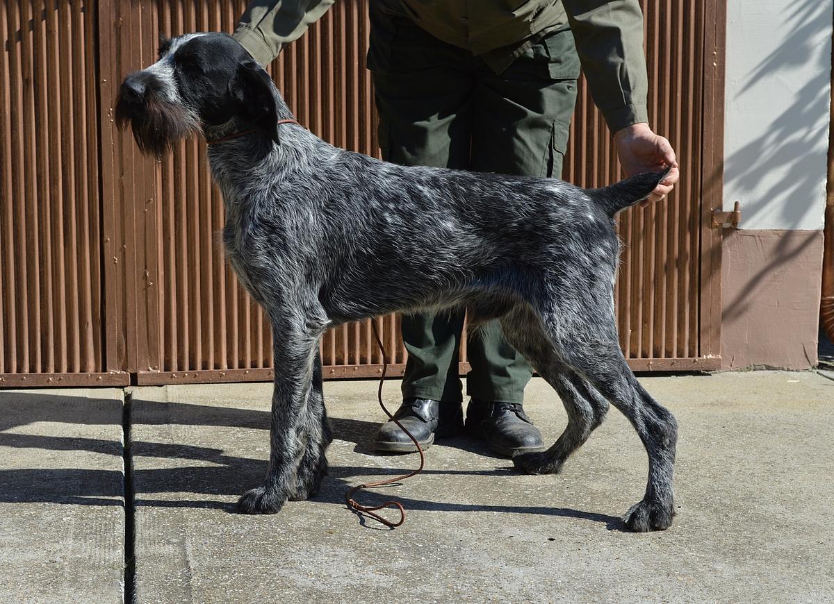 Szántovai Samu | German Wirehaired Pointer 