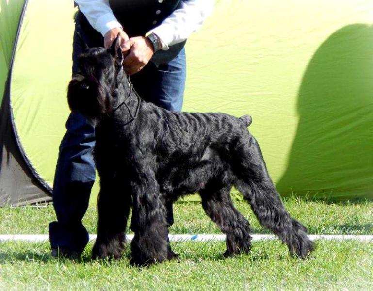 URSULA OD CRNOBRADIH | Giant Schnauzer 