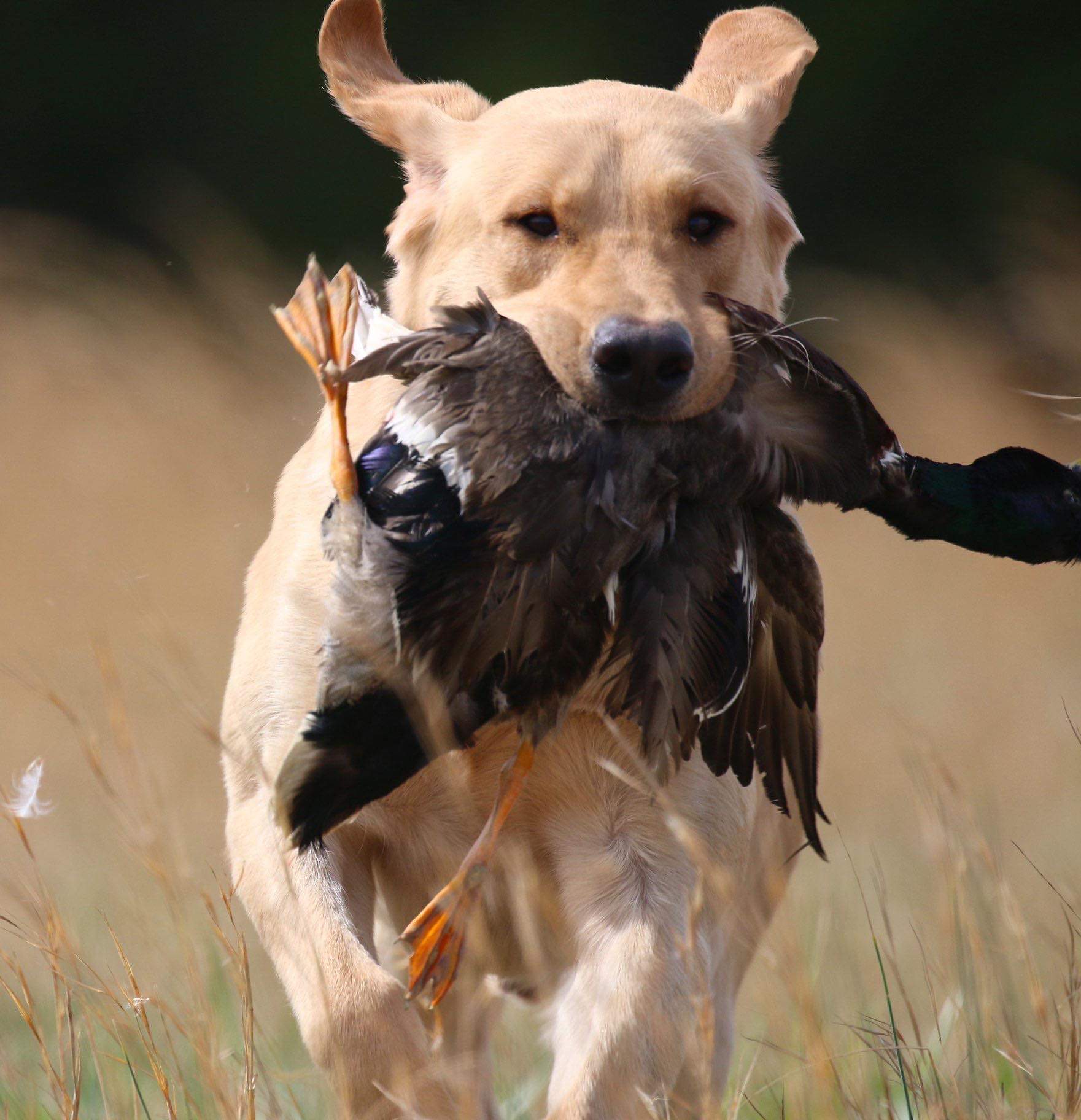 Next Generations Ty Goes To The Runner QA2 MH | Yellow Labrador Retriver