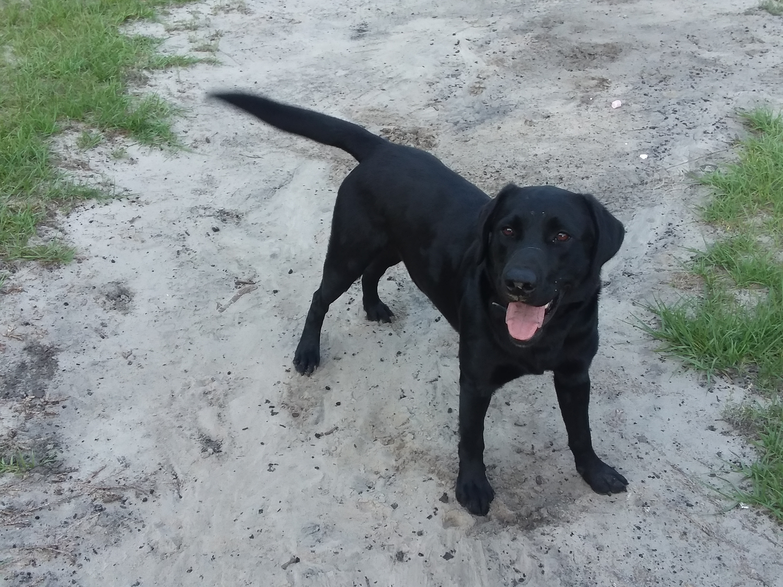 Hingson's Finns Up Land Shark | Black Labrador Retriver