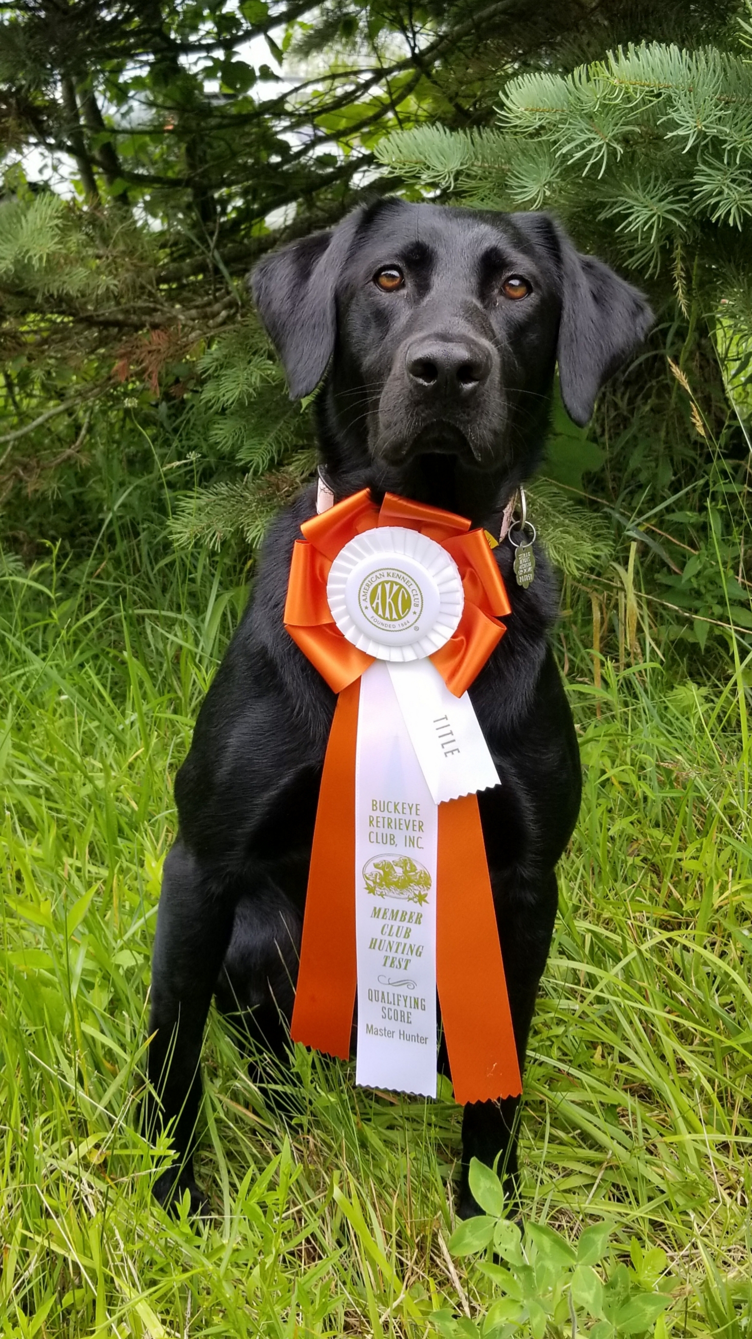 HRCH Kingseed's Queen Of Rock MH | Black Labrador Retriver