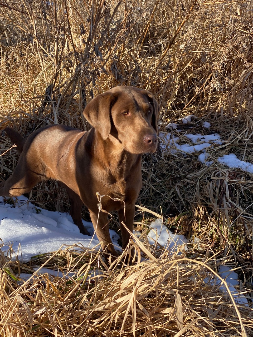 HRCH Radik’s Kona MH | Chocolate Labrador Retriver