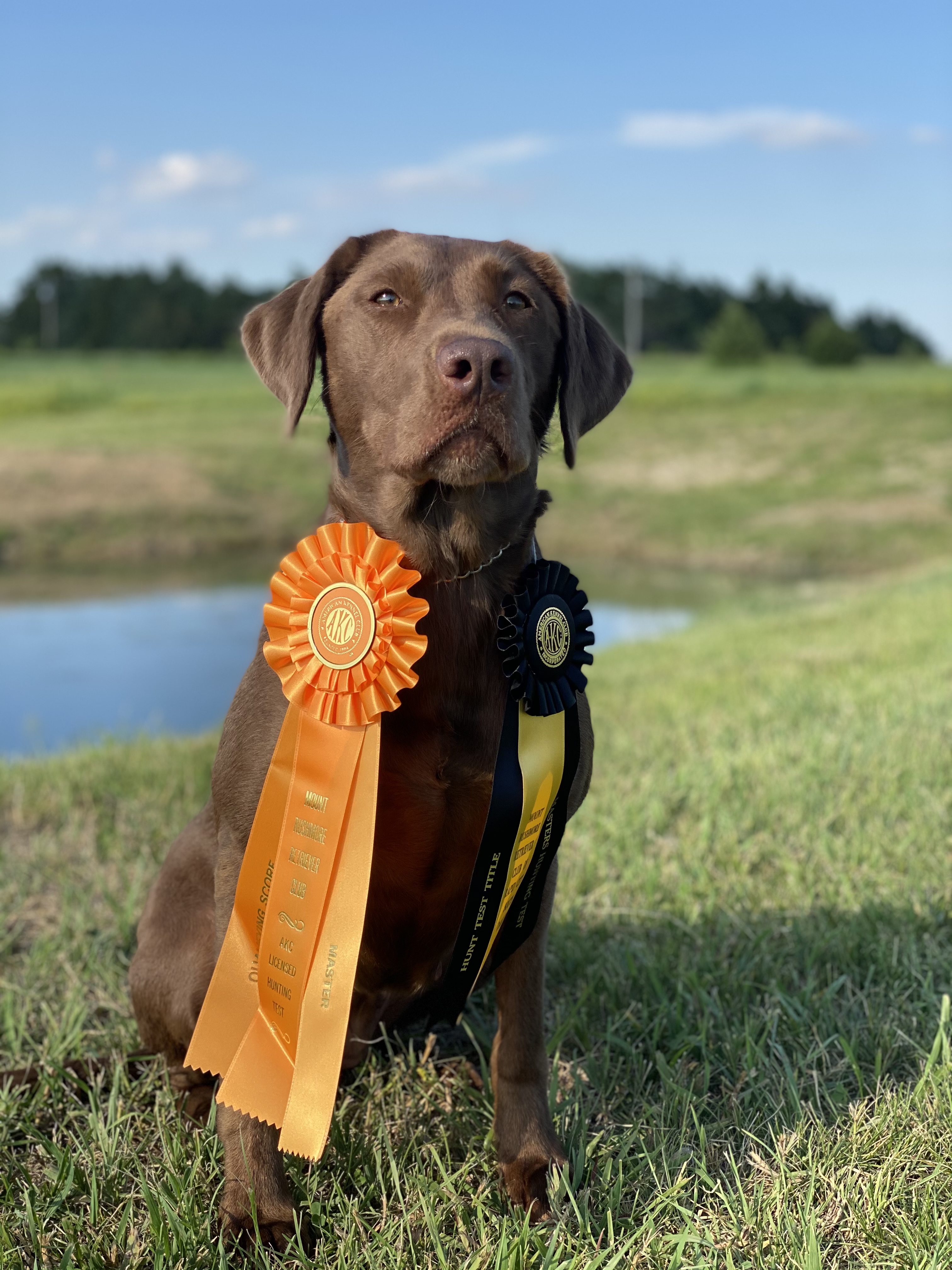 HRCH Radik’s Kona MH | Chocolate Labrador Retriver