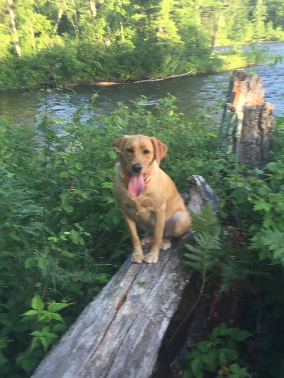 Jensens Red Penny Of Torg JH, CGC | Yellow Labrador Retriver