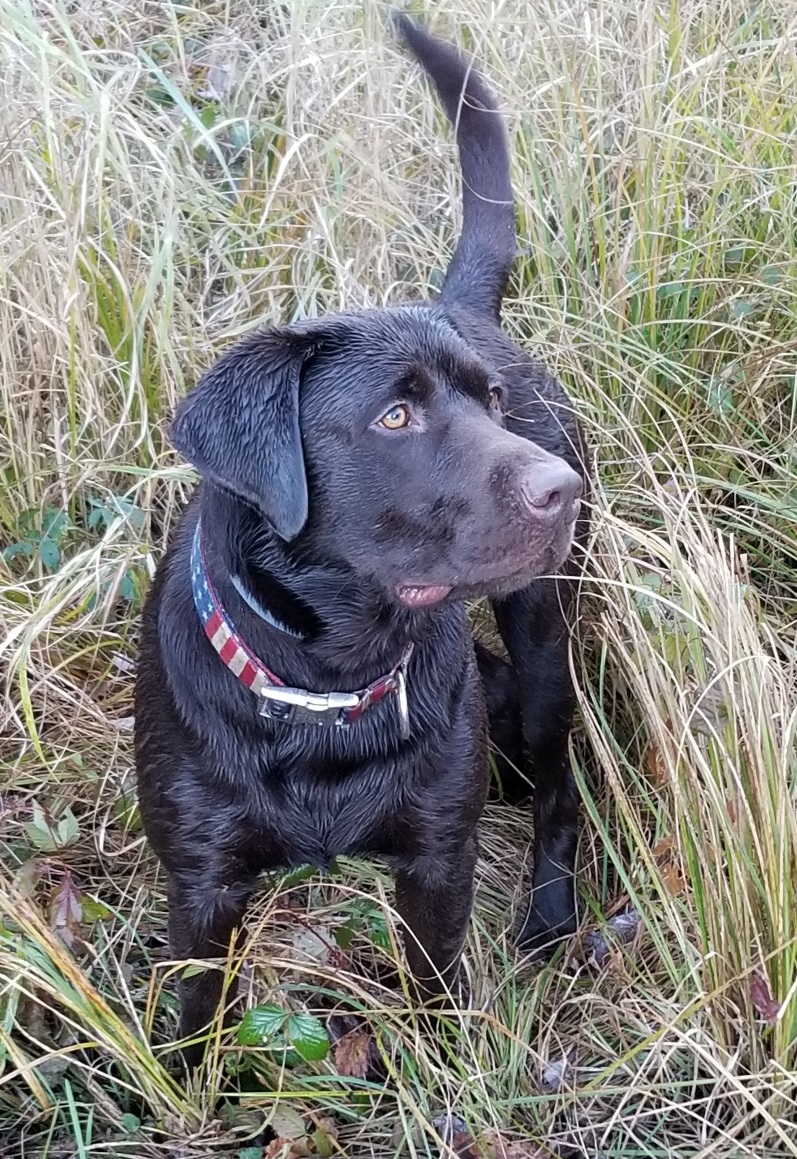 Aj's Carter Winter Raider | Chocolate Labrador Retriver