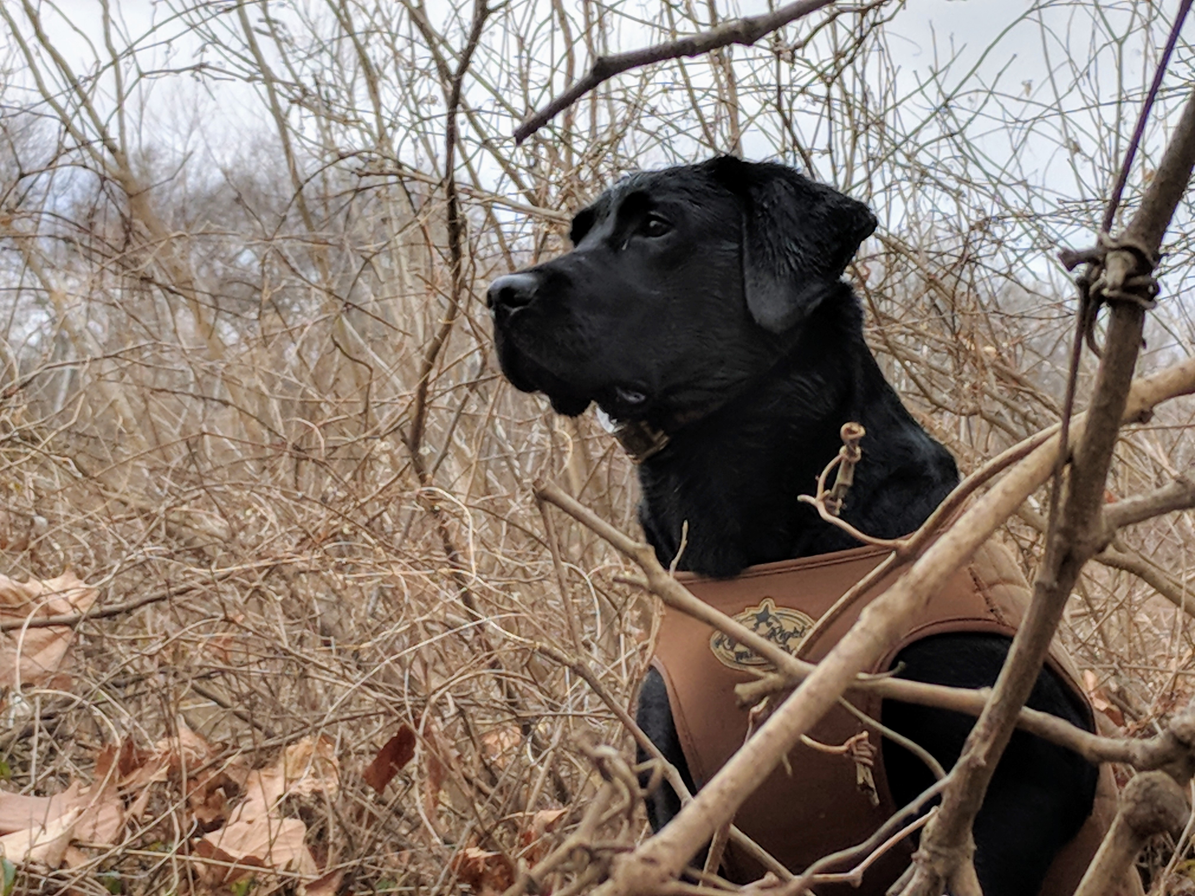 HRCH UH Caddo Crook Lucille MH FDC | Black Labrador Retriver