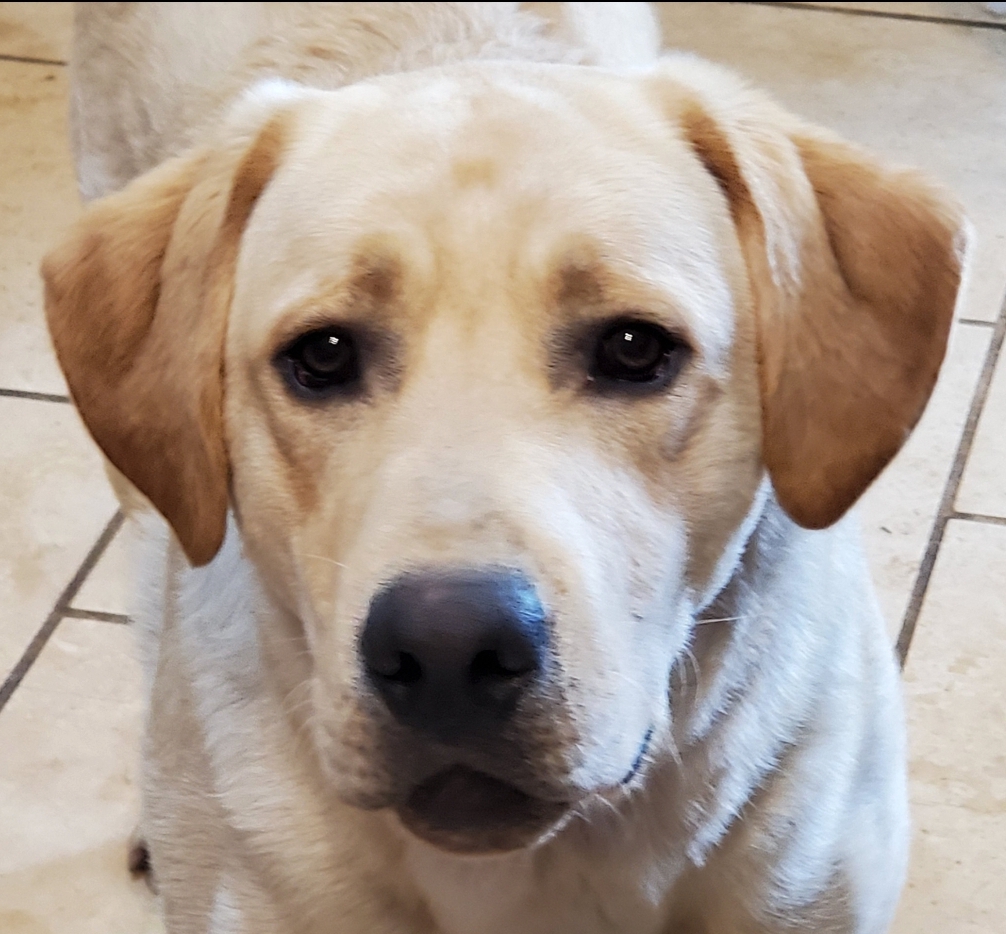 UCH SHR Sunny Skies Heart Of Wind River JH CGC | Yellow Labrador Retriver