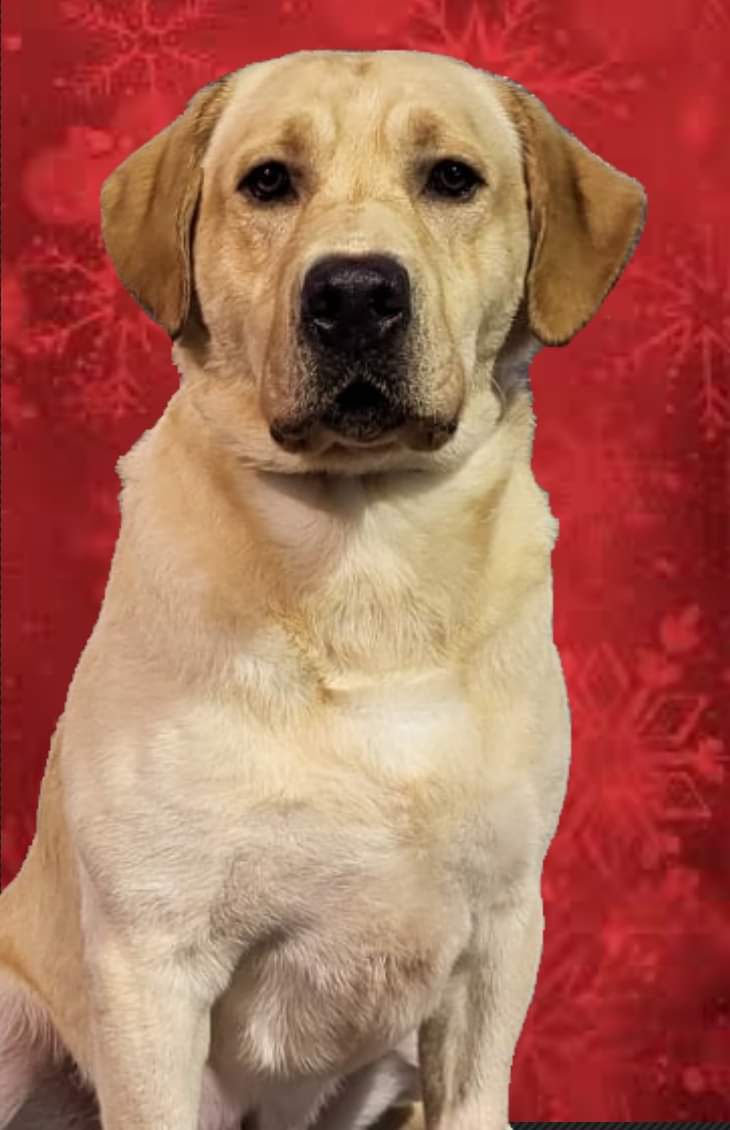 UCH SHR Sunny Skies Heart Of Wind River JH CGC | Yellow Labrador Retriver