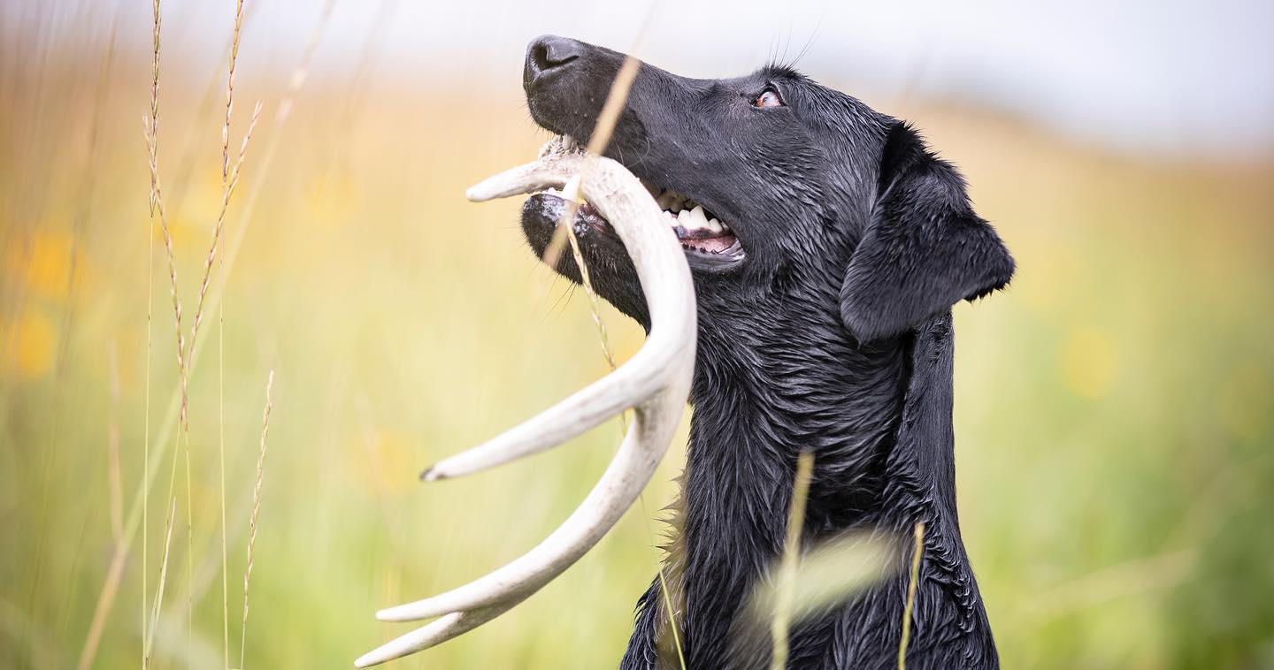 Wild Acre Josie | Black Labrador Retriver