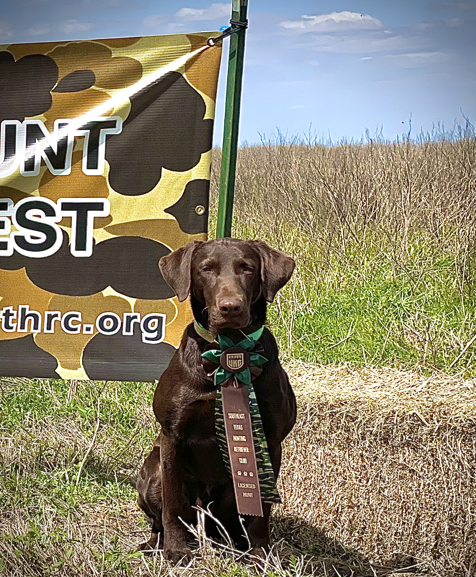 HRCH Let Er Rip Tator Chip ( CHOC ) | Chocolate Labrador Retriver