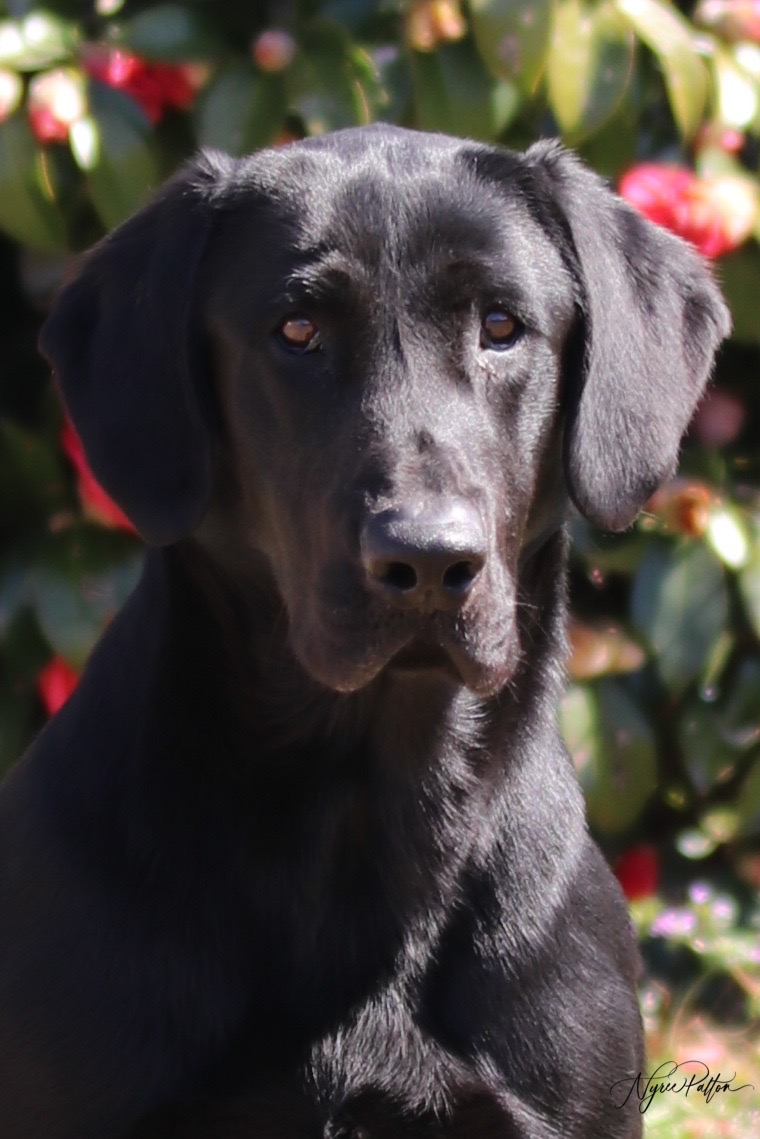 Green Rivers God Of Thunder | Black Labrador Retriver