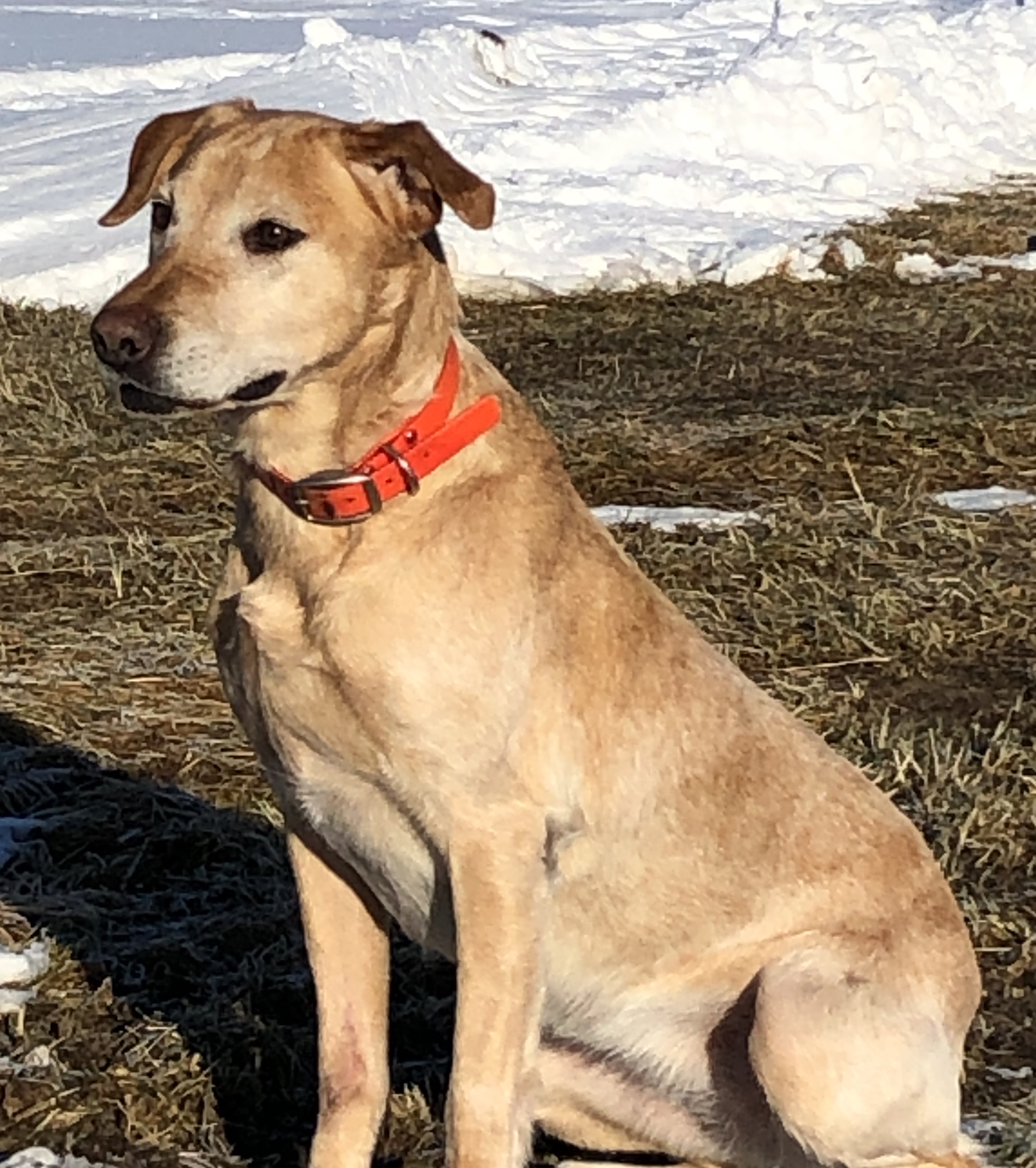 CPR Malarky's Out Of The Park | Yellow Labrador Retriver