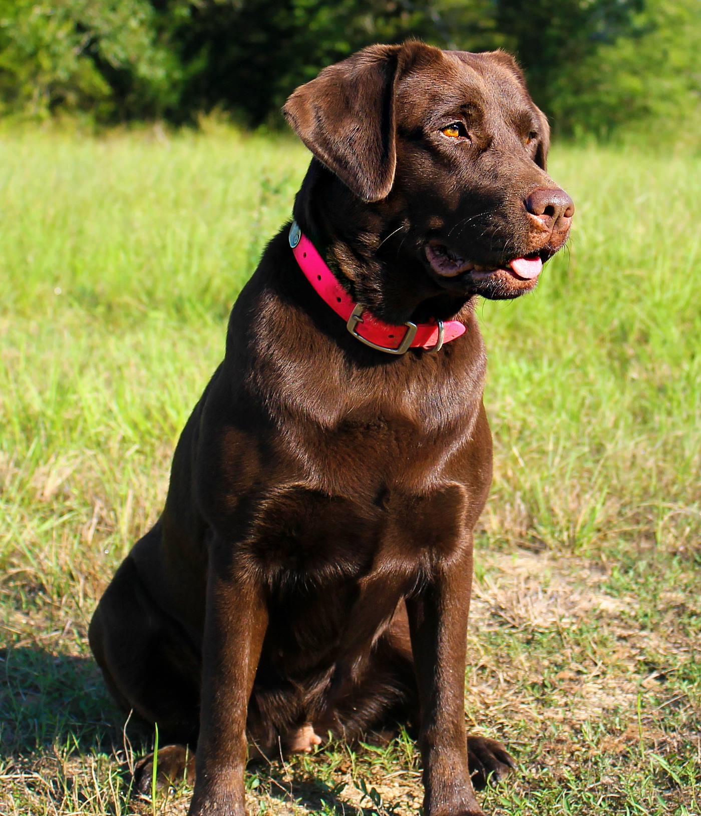 Redmark's First Dance JH CGC | Chocolate Labrador Retriver