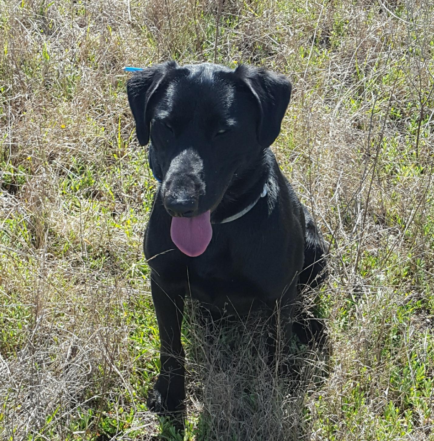 Bayou Teche Around The World QAA | Black Labrador Retriver