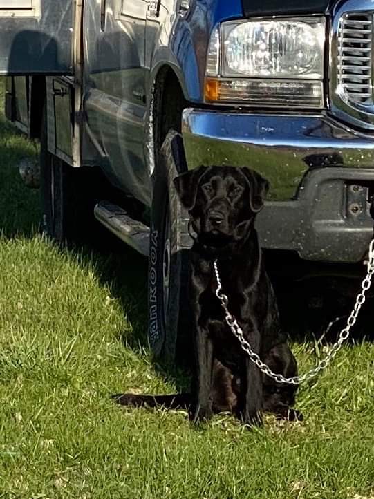 BTB Blu On Black | Black Labrador Retriver