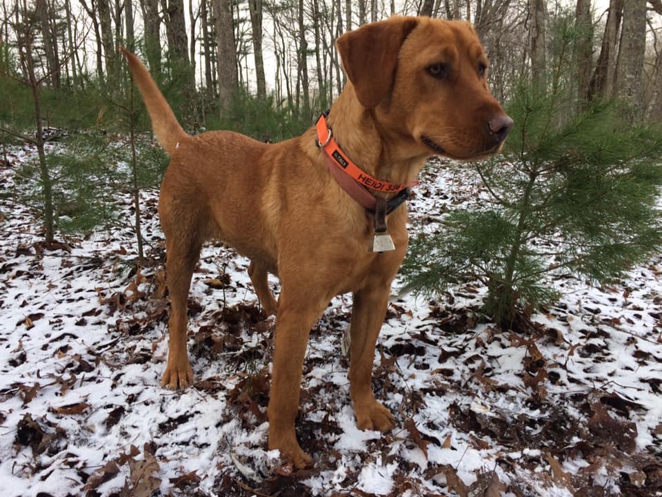 CPR Smith's Heidi IV JH | Yellow Labrador Retriver