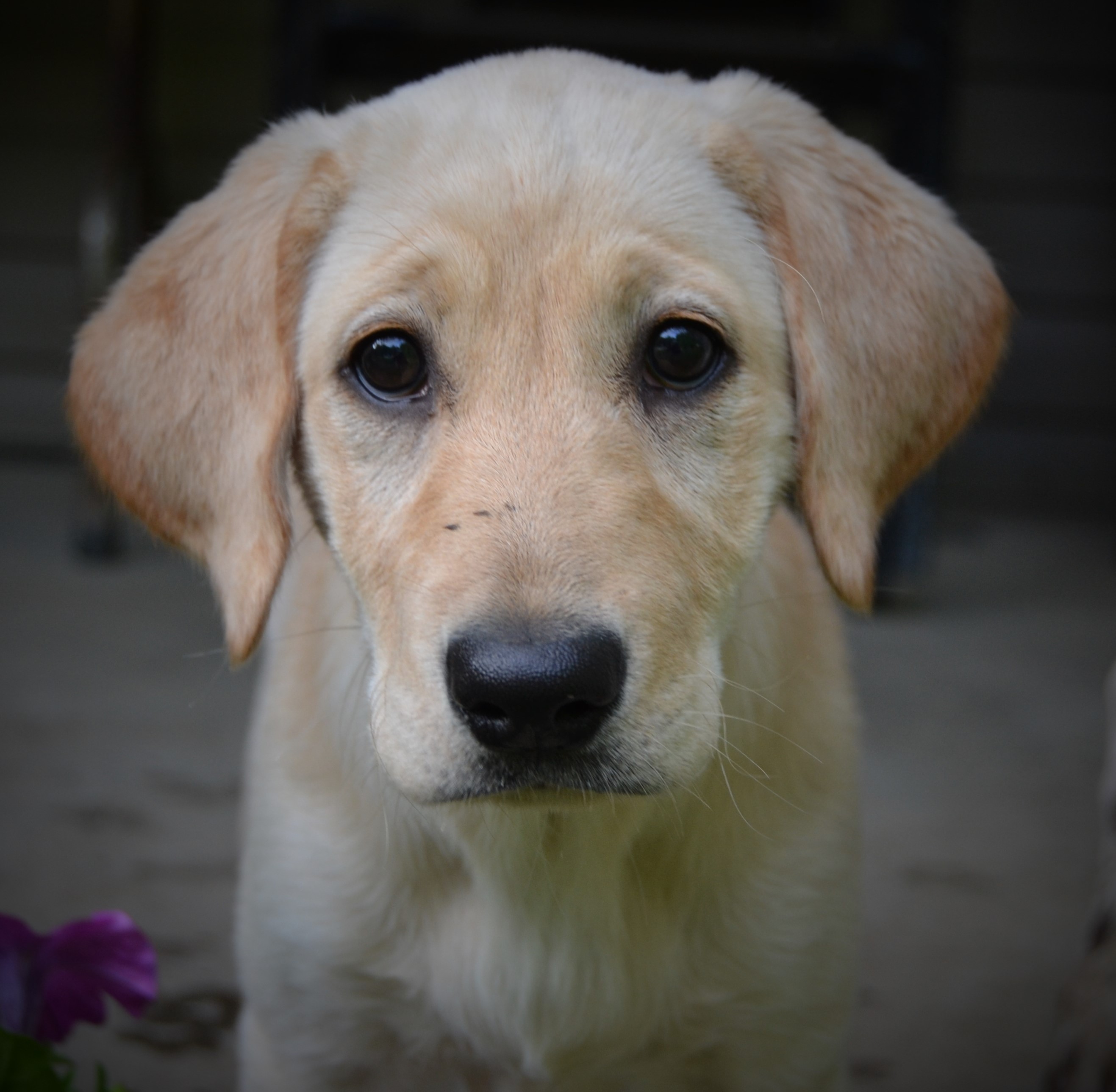 Downtown Talk DerbyTo Me | Yellow Labrador Retriver