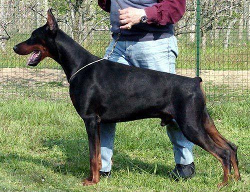 Oby Schulz di Campovalano | Black Doberman Pinscher