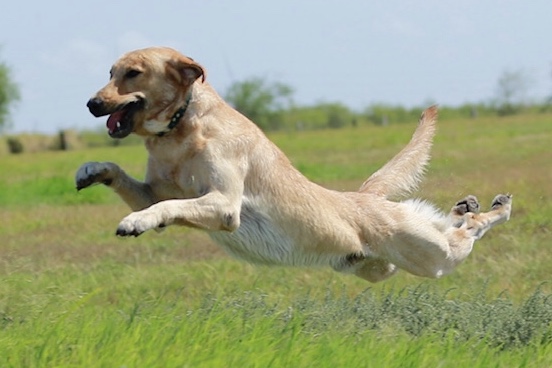 Watermarks King Griswold MH, QAA | Yellow Labrador Retriver