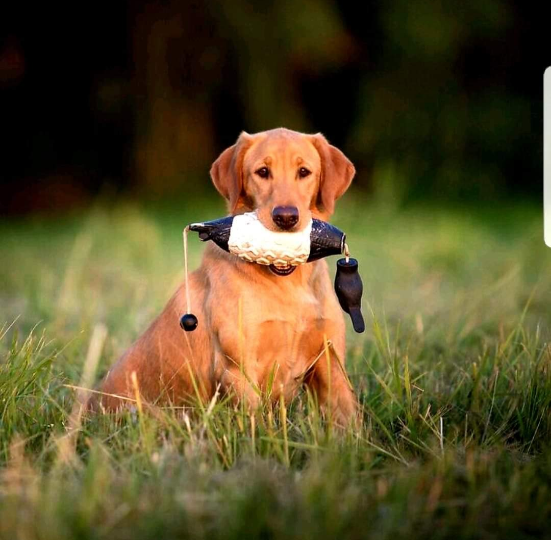 SHR Over The Top's Don't Mess With Texas SH | Yellow Labrador Retriver