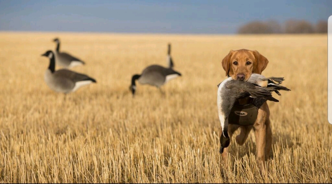 SHR Over The Top's Don't Mess With Texas SH | Yellow Labrador Retriver