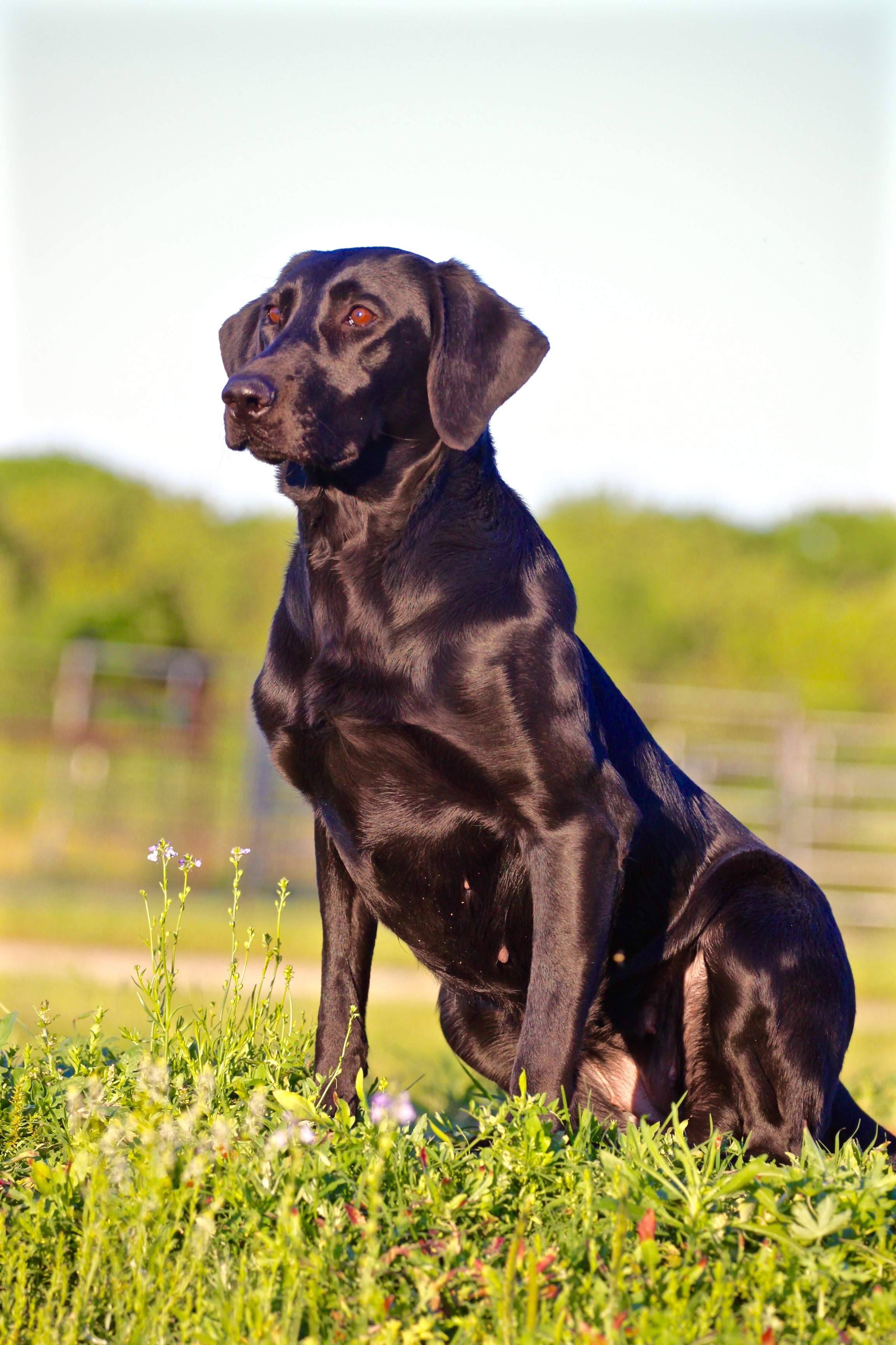 Darktimber Captain's Little Girl SHU | Black Labrador Retriver