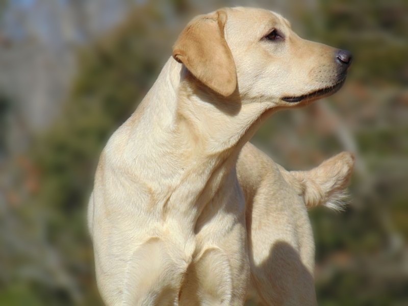 Enid's Peaches 'n Cream | Yellow Labrador Retriver