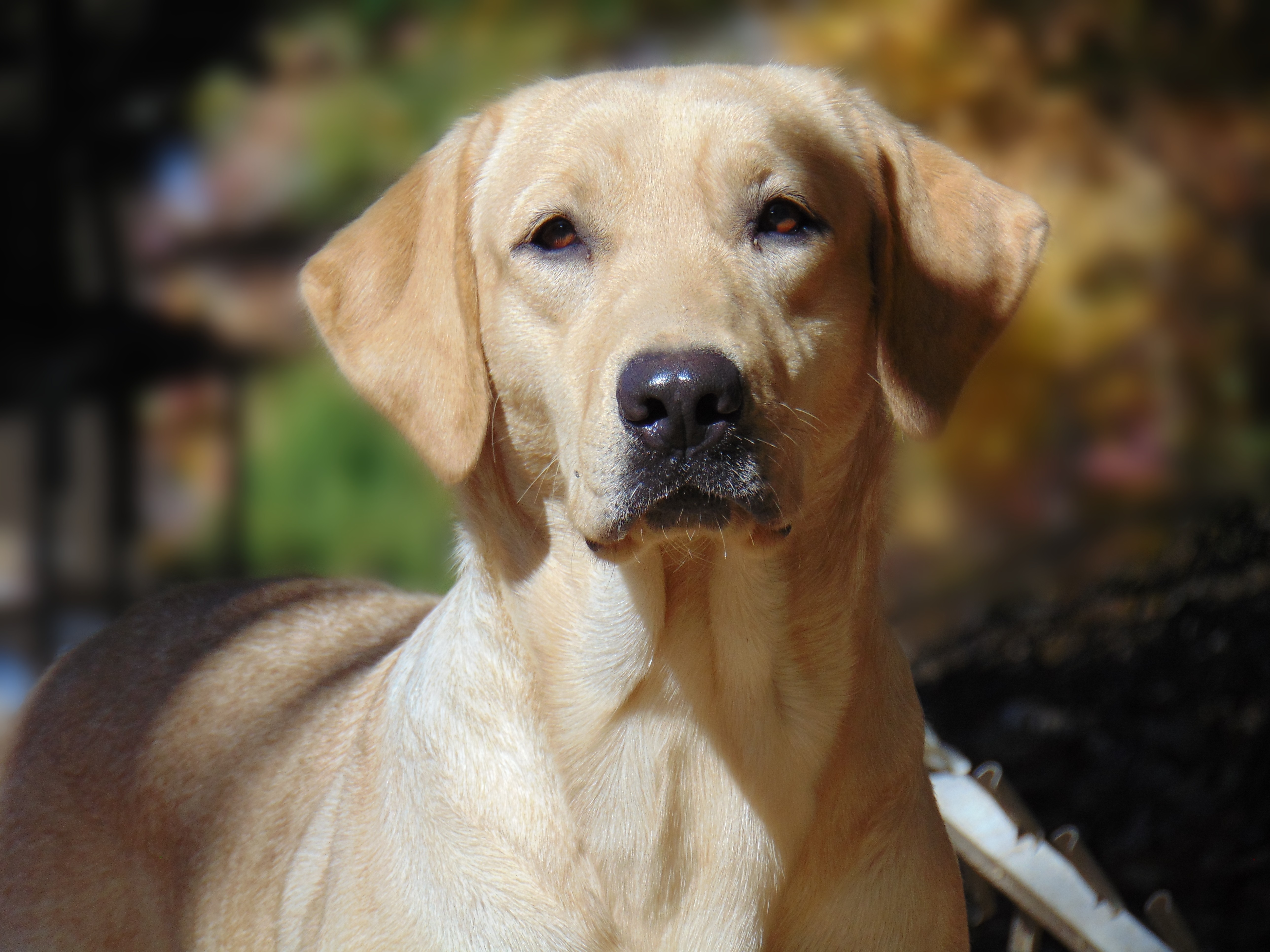 Enid's Peaches 'n Cream | Yellow Labrador Retriver