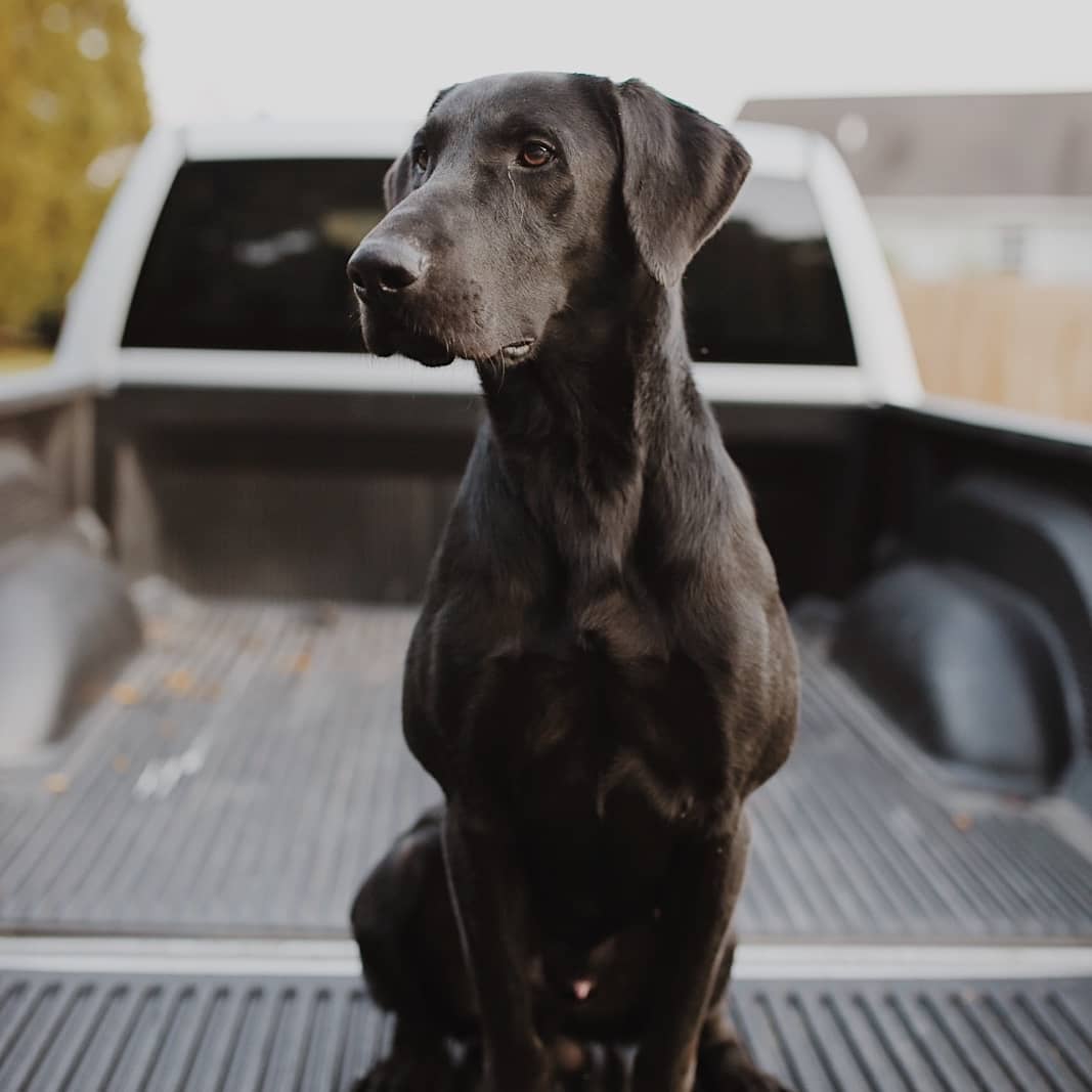 SHR Flatline Retrievers Im To Slick To Handle | Black Labrador Retriver